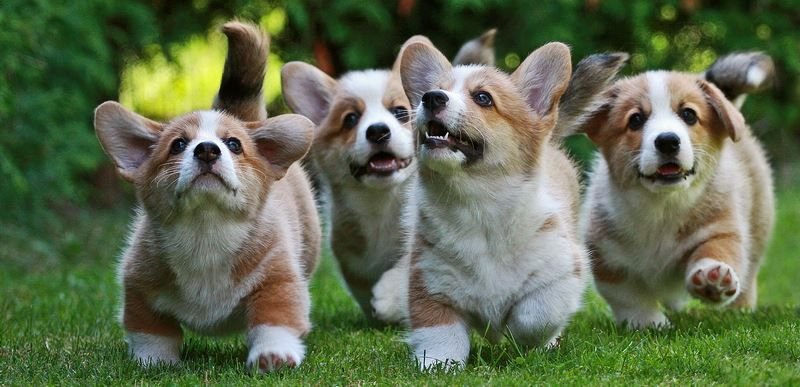 1st March 2024 National Welsh Corgi Day HD Photos